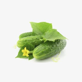 Cucumber